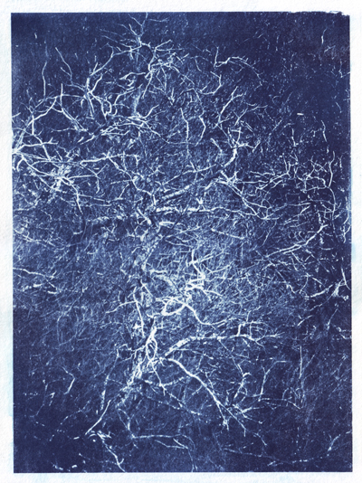 Cyanotype_Sans titre_2017_MG_5989.jpg en taille normale